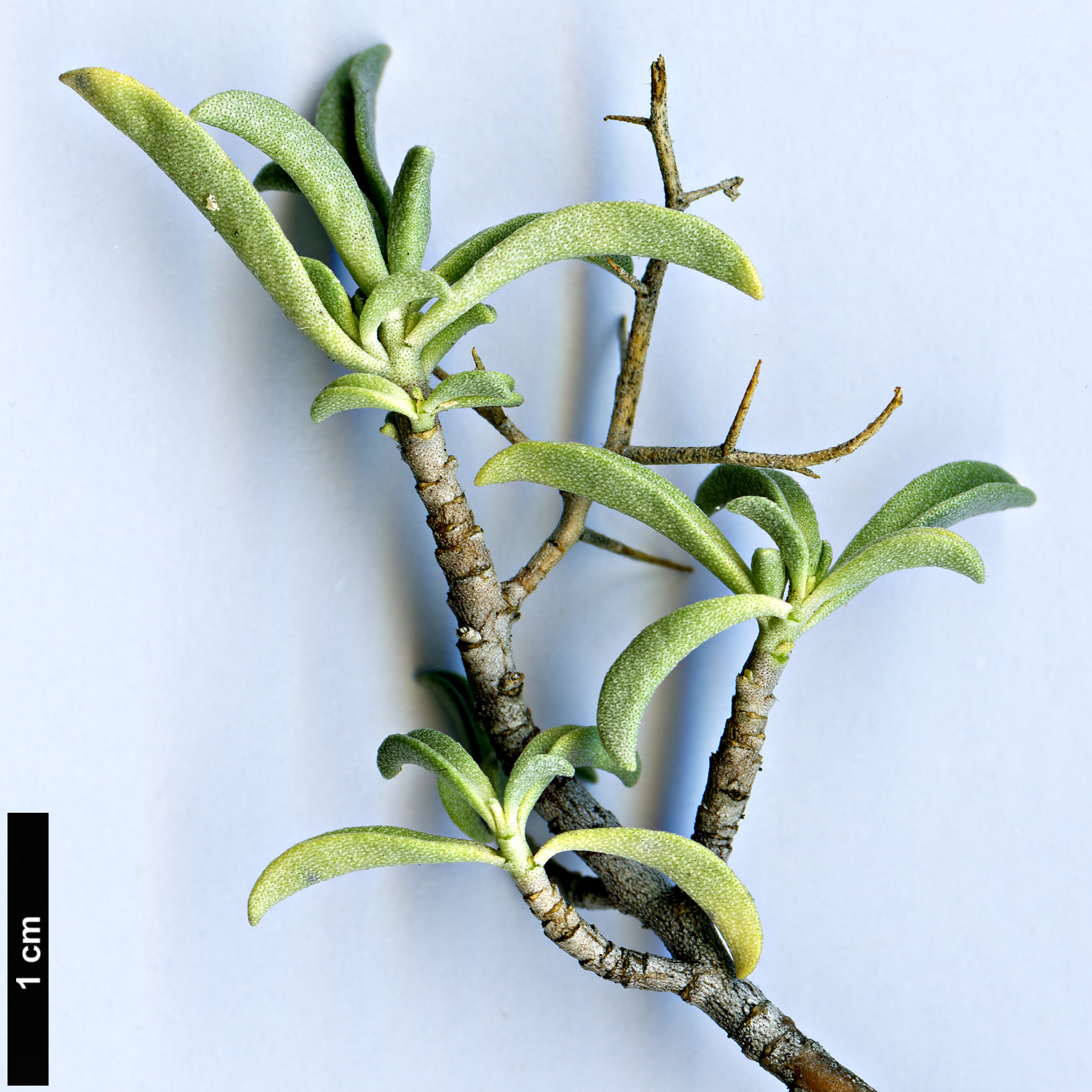 High resolution image: Family: Brassicaceae - Genus: Hormathophylla - Taxon: spinosa